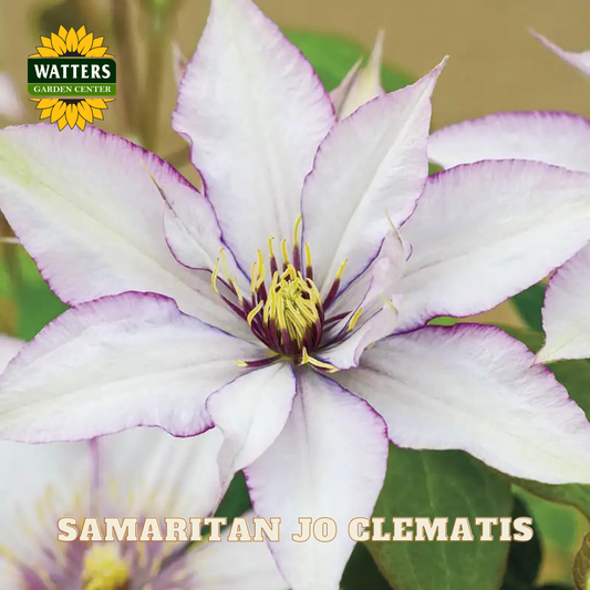 Close-up of a purple and white Clematis flower with 'Watters Garden Center' logo.