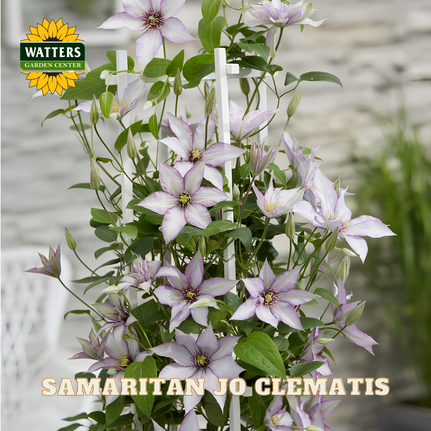 Purple Clematis plant with green leaves, featuring Watters Garden Center logo.