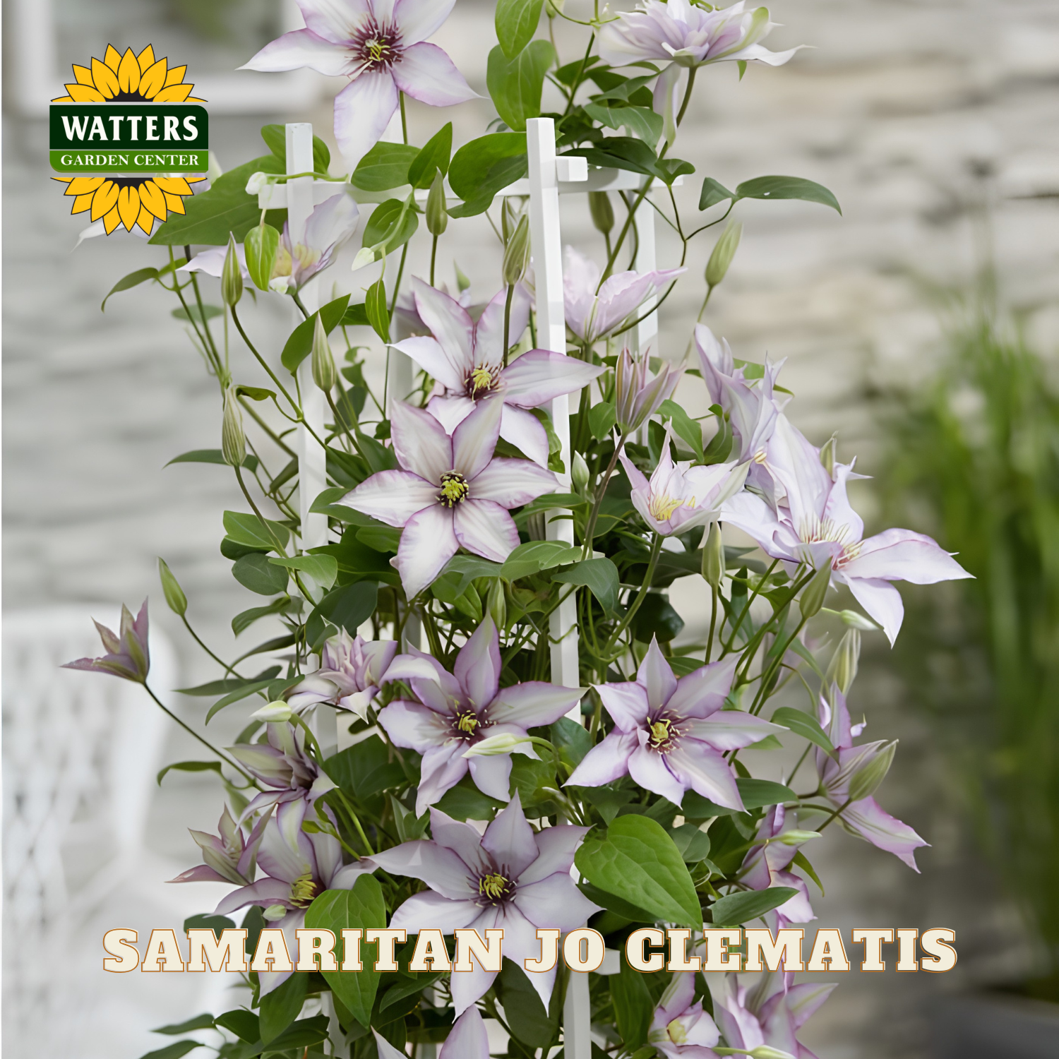 Purple Clematis plant with green leaves, featuring Watters Garden Center logo.