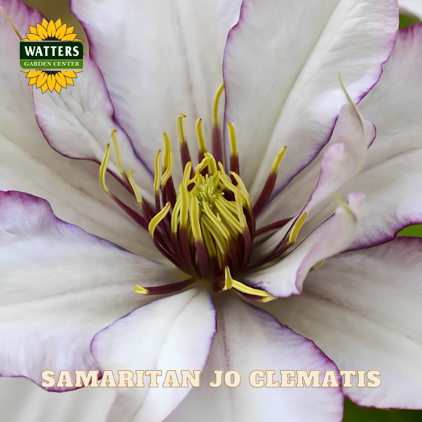 Close-up of a white and purple Clematis flower with yellow stamens, branded with Watters Garden Center.