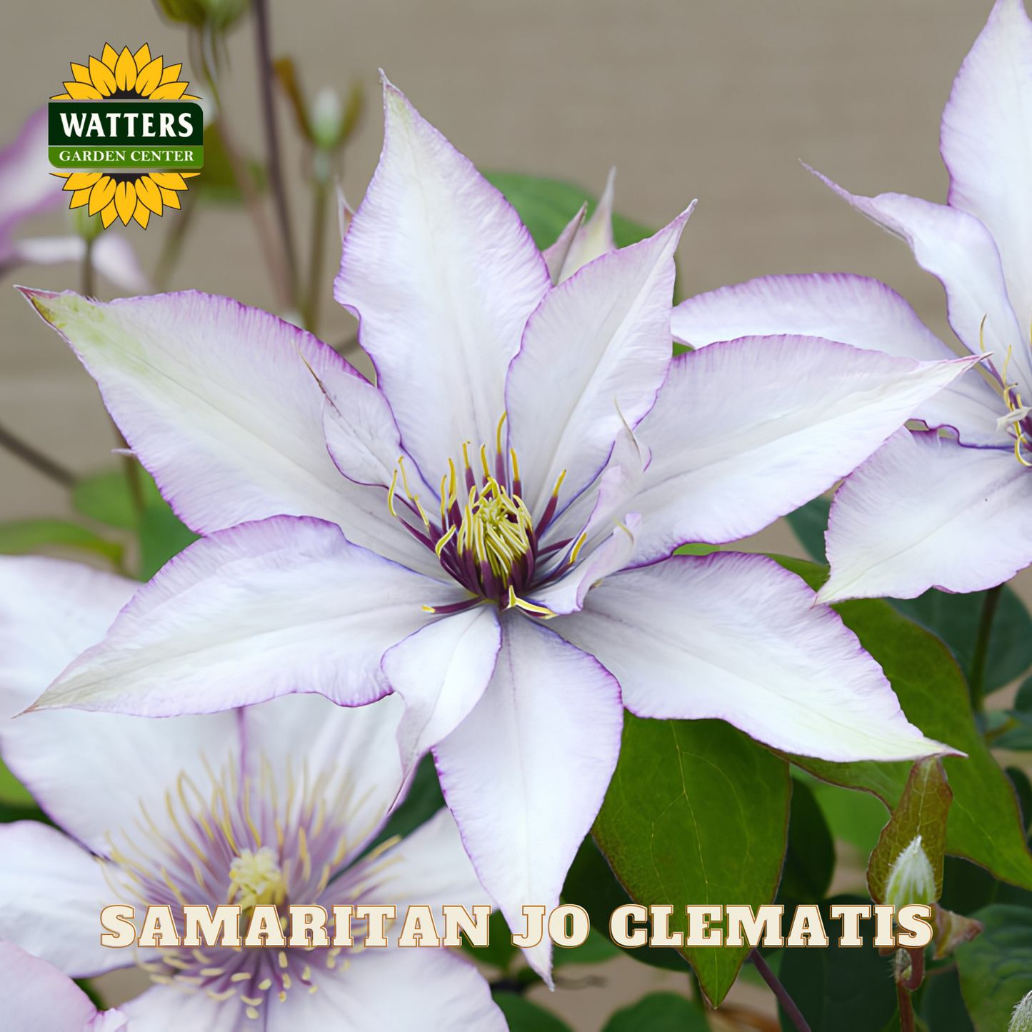 White and purple Clematis flower with green leaves, branded with Watters Garden Center.