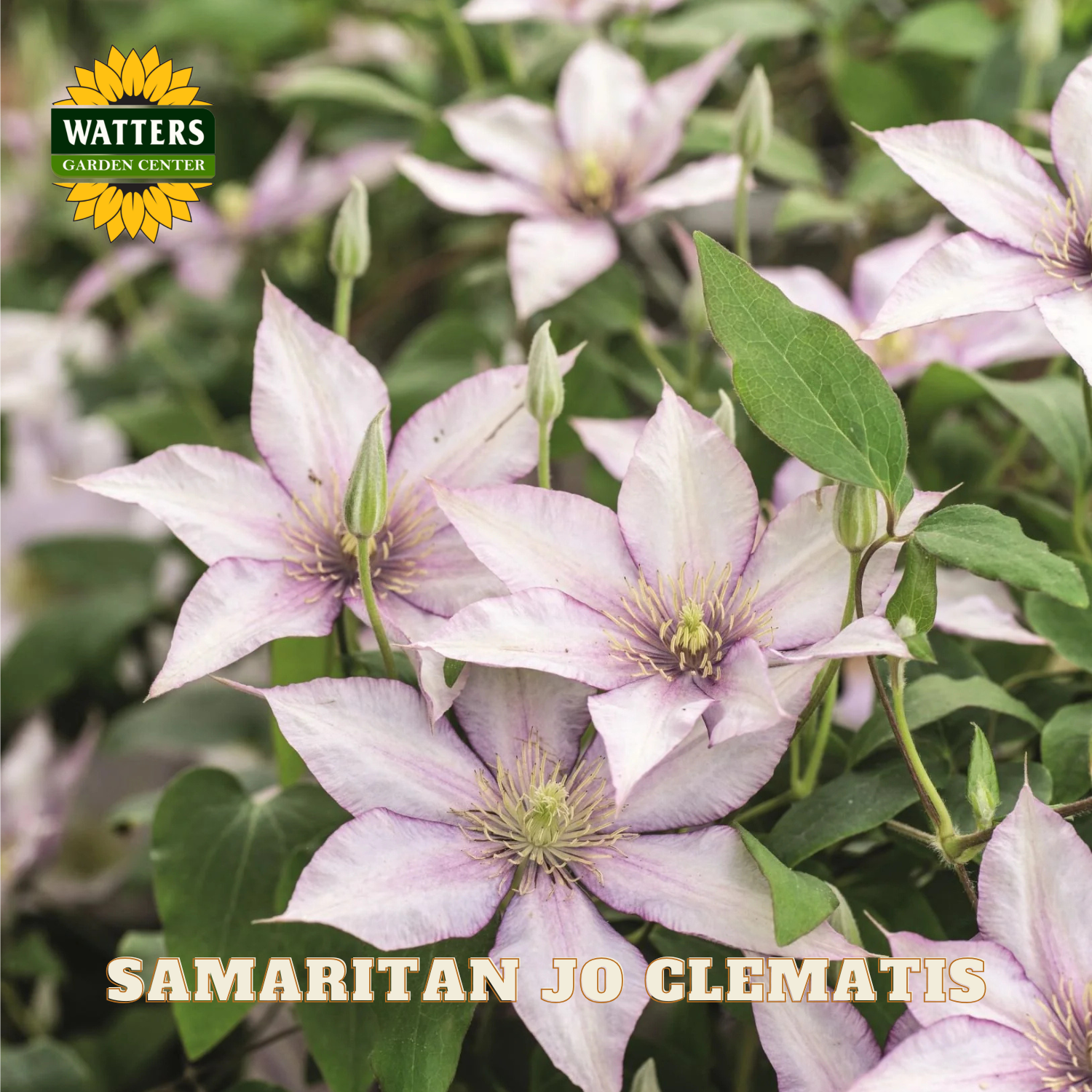 Pink clematis flowers with green leaves and Watters Garden Center logo.