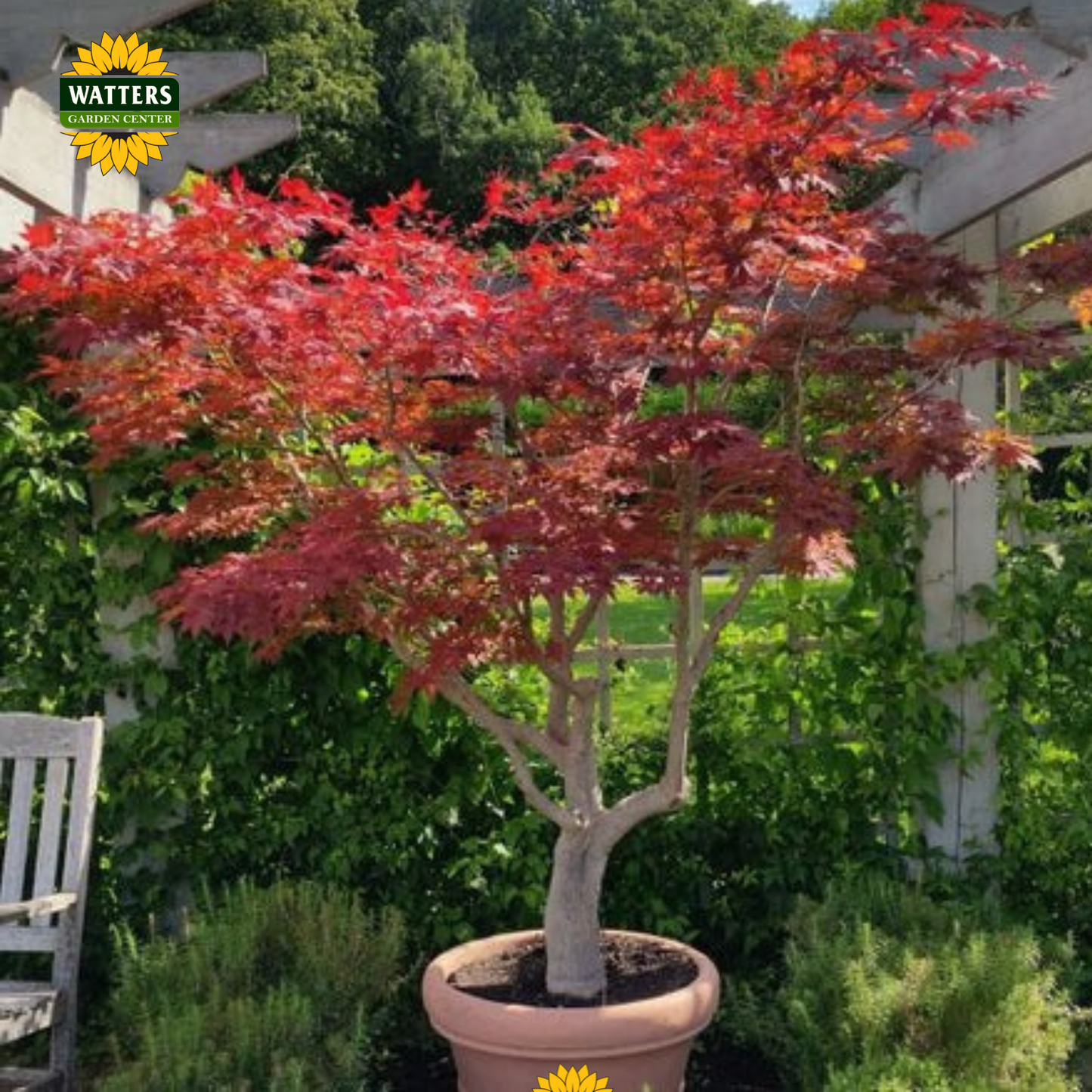 Samurai Sword™ Japanese Maple (ACER PA. SAMURAI SWORD) - 3 gallon 36"