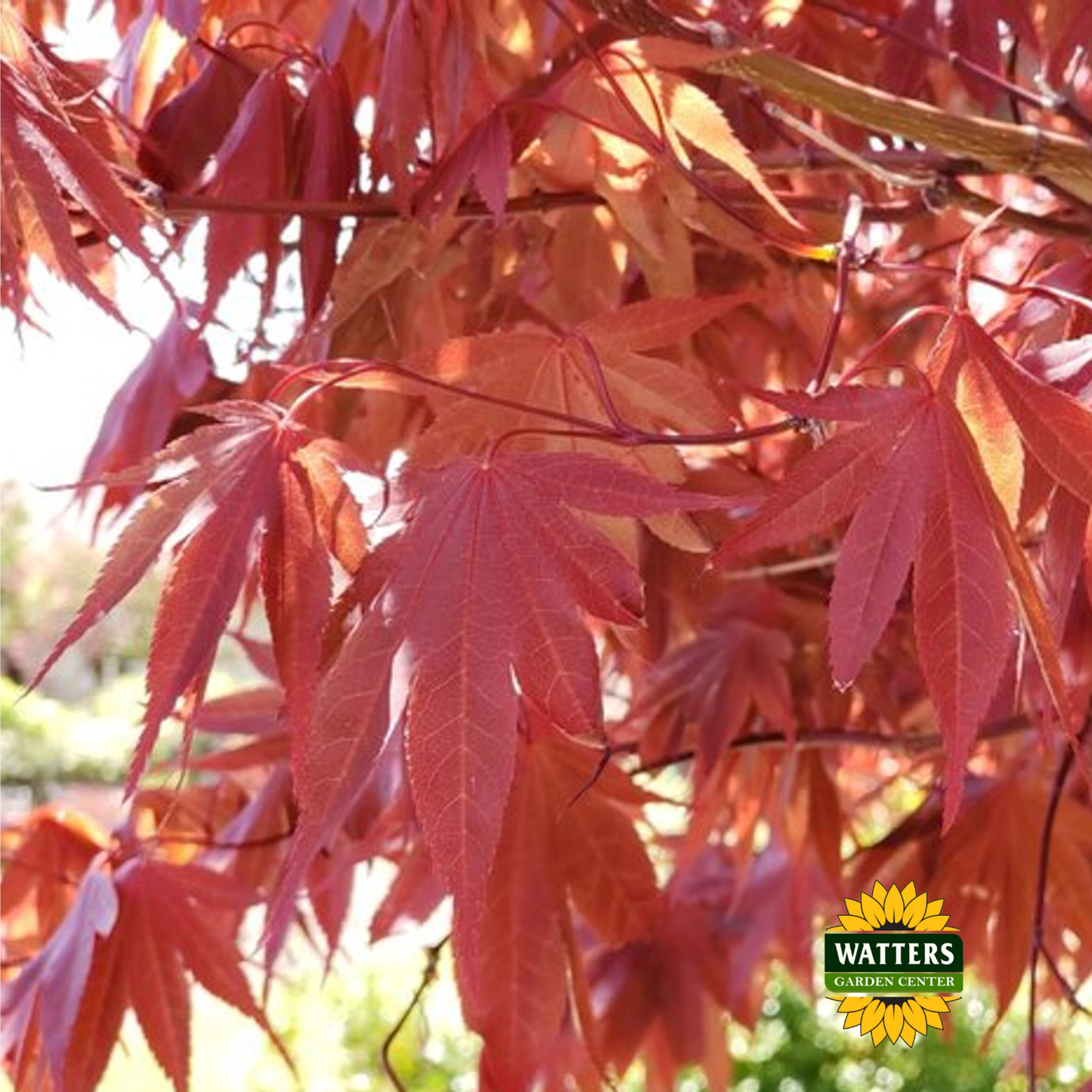 Samurai Sword™ Japanese Maple (ACER PA. SAMURAI SWORD) - 3 gallon 36"
