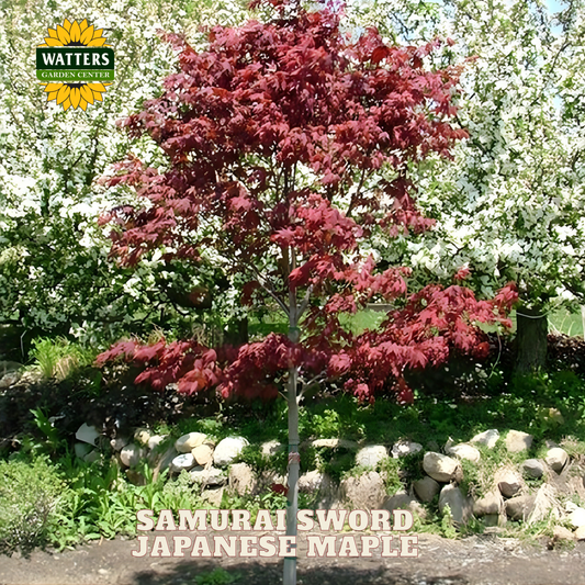 Samurai Sword™ Japanese Maple (ACER PA. SAMURAI SWORD) - 3 gallon 36"