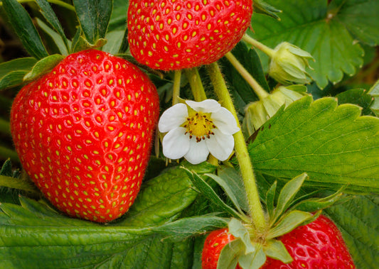 ***  Bare Root San Andreas Everbearing Strawberry -High Yielding, Day Neutral, X Large Berries- Zone 4-10