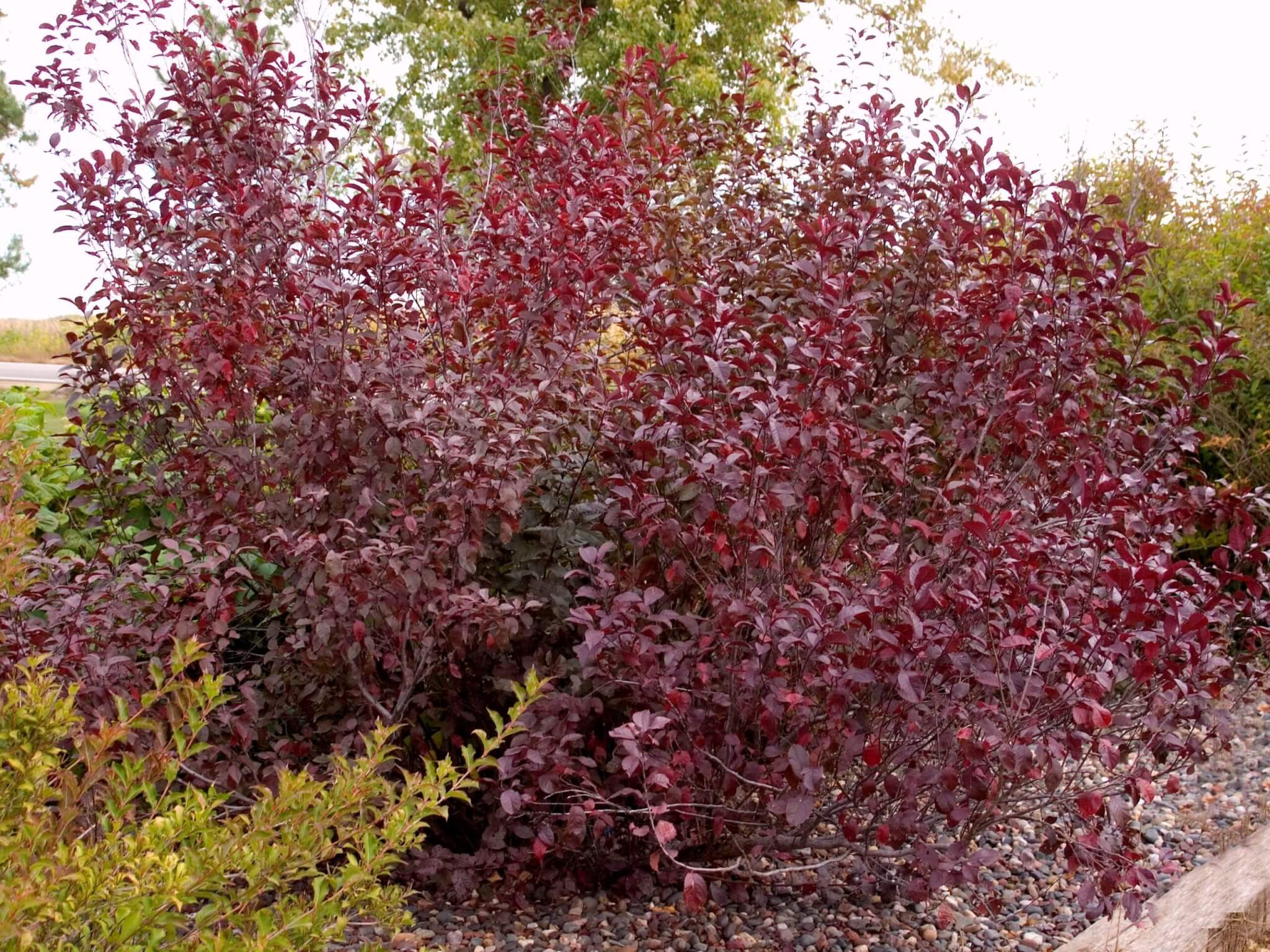 DARKSTAR PURPLE LEAF SAND CHERRY 2gal – Watters Garden Center