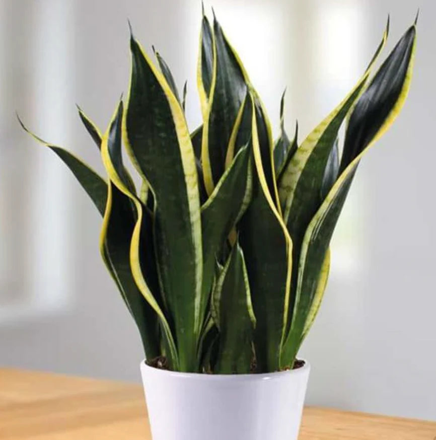 black and gold sansevieria BLACK GOLD SUPERBA SNAKE PLANT 6in – Watters Garden Center