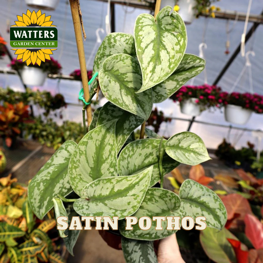 Satin Pothos plant held by a hand with Watters Garden Center logo in the background.