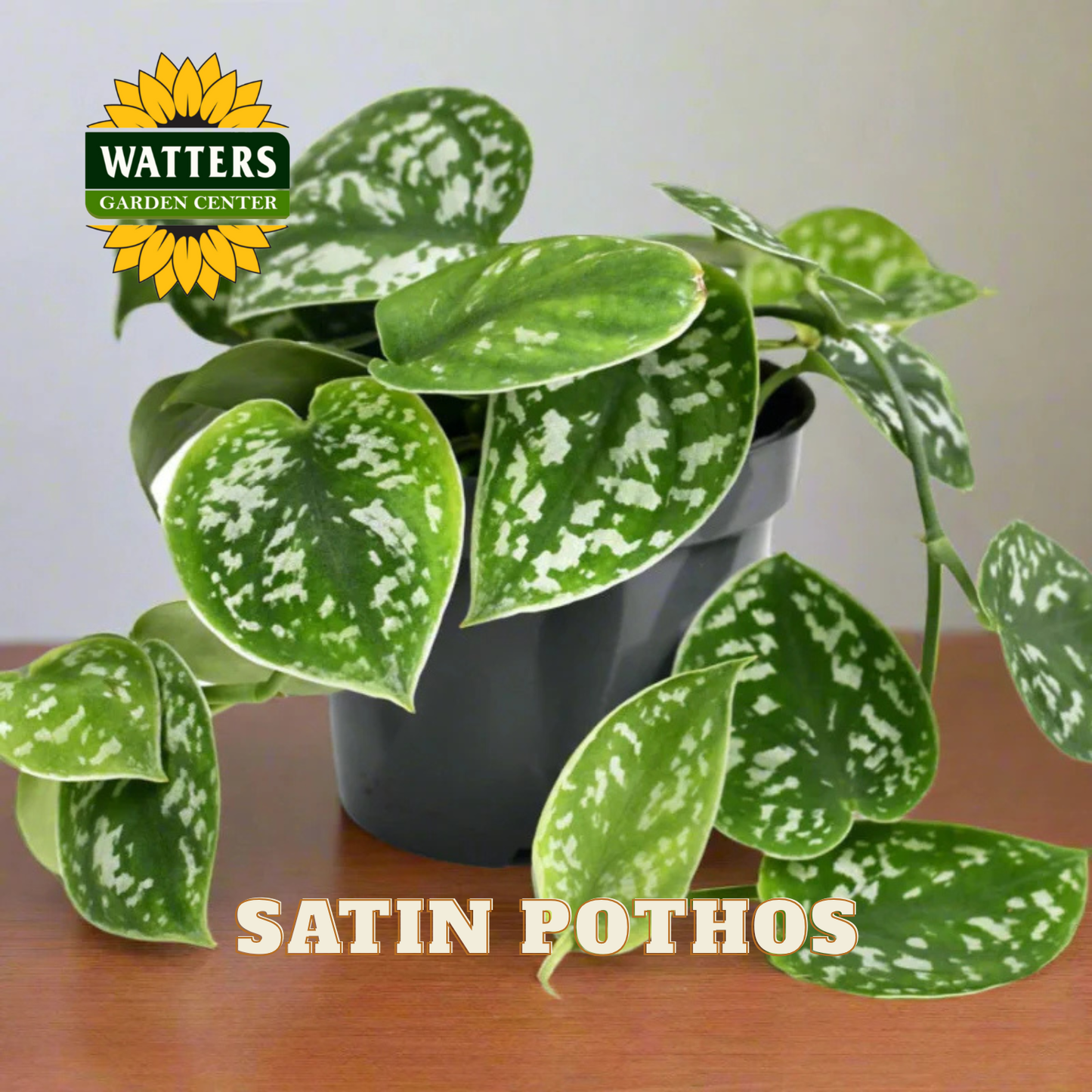 Potted Satin Pothos plant with Watters Garden Center logo on a wooden surface.