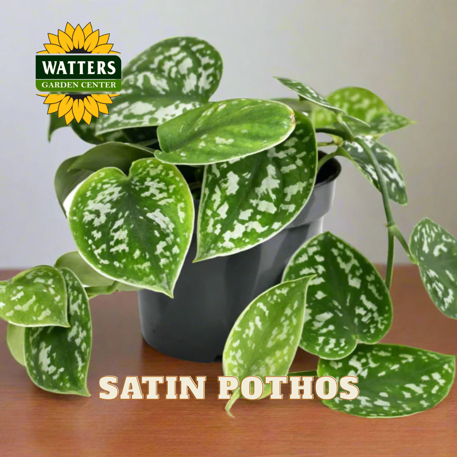 Potted Satin Pothos plant with Watters Garden Center logo on a wooden surface.