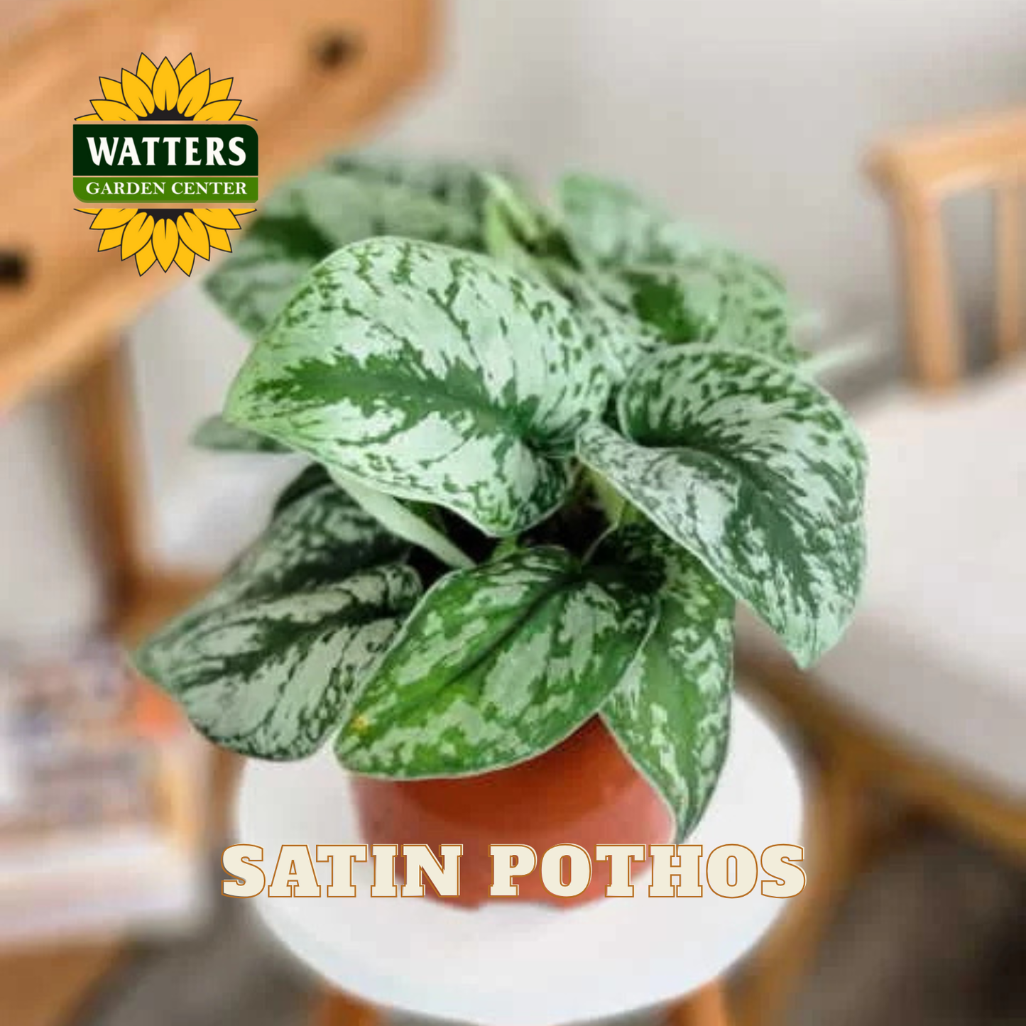 Potted Satin Pothos plant with Watters Garden Center logo in the corner.