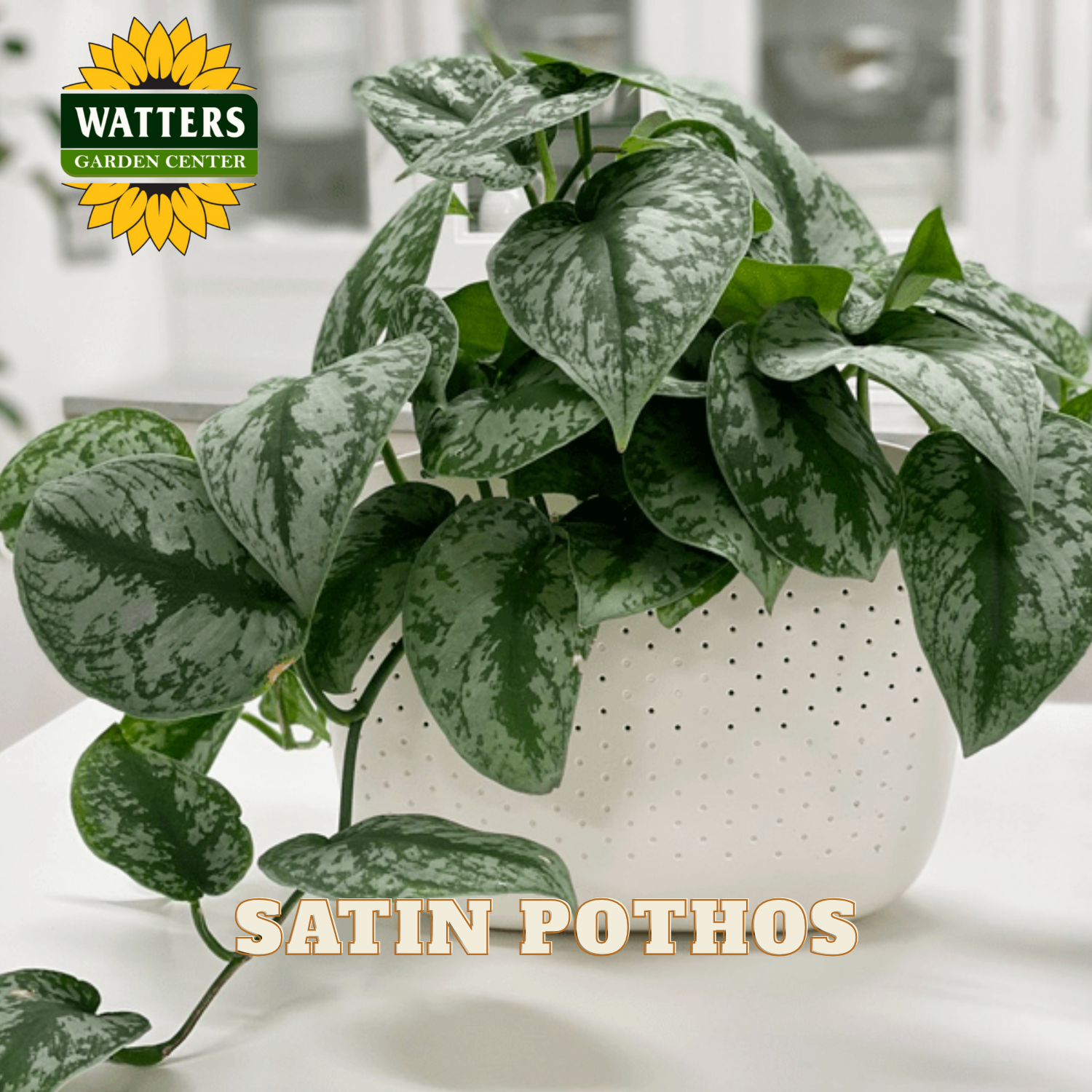Potted satin pothos plant with Watters Garden Center logo