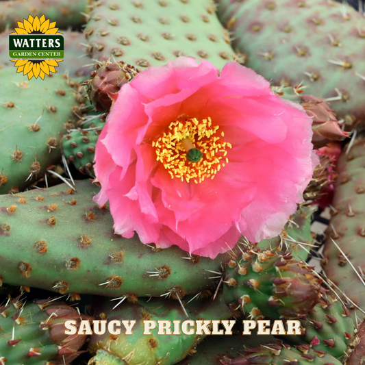 Closeup of the flower on the saucy prickly pear cactus.