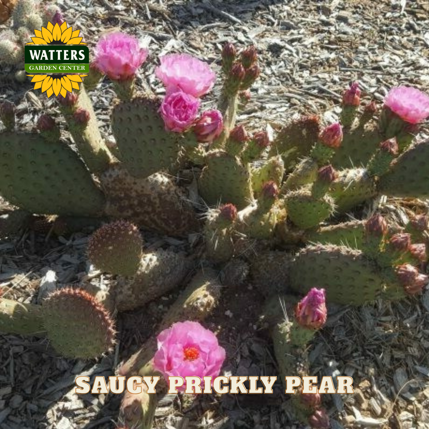 Flowers and plant of the saucy prickly pear cactus.