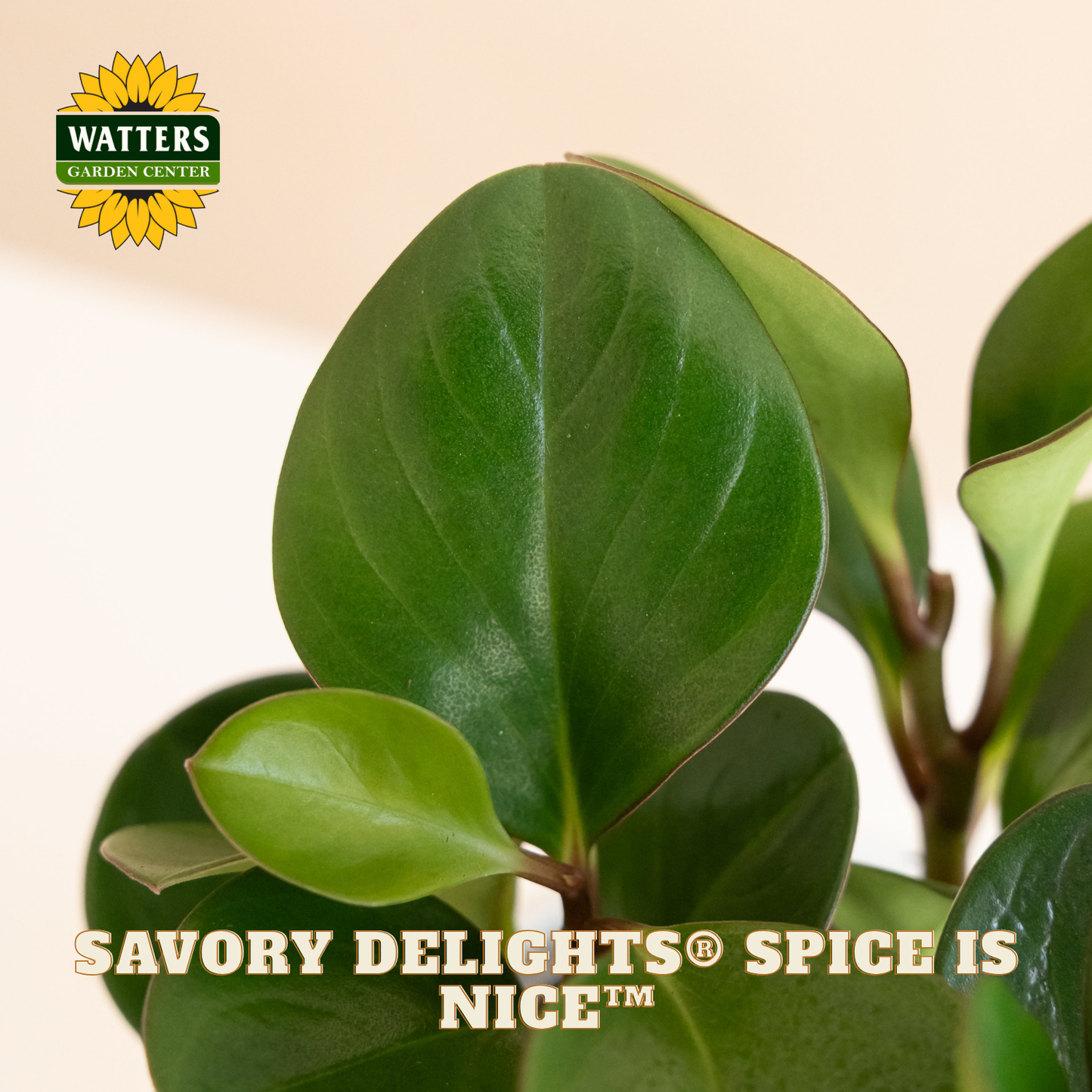 Savory Delights® Spice is Nice™