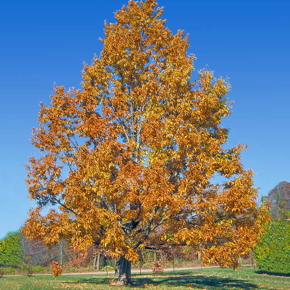 JOAN LIONETTI TEXAS LIVE OAK TREE 7gal