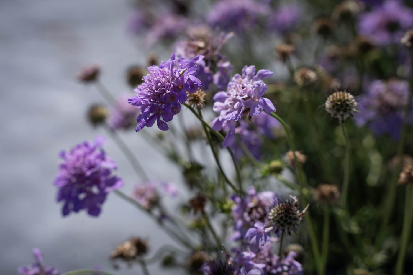 ASSORTED PINCUSHION FLOWER 1gal