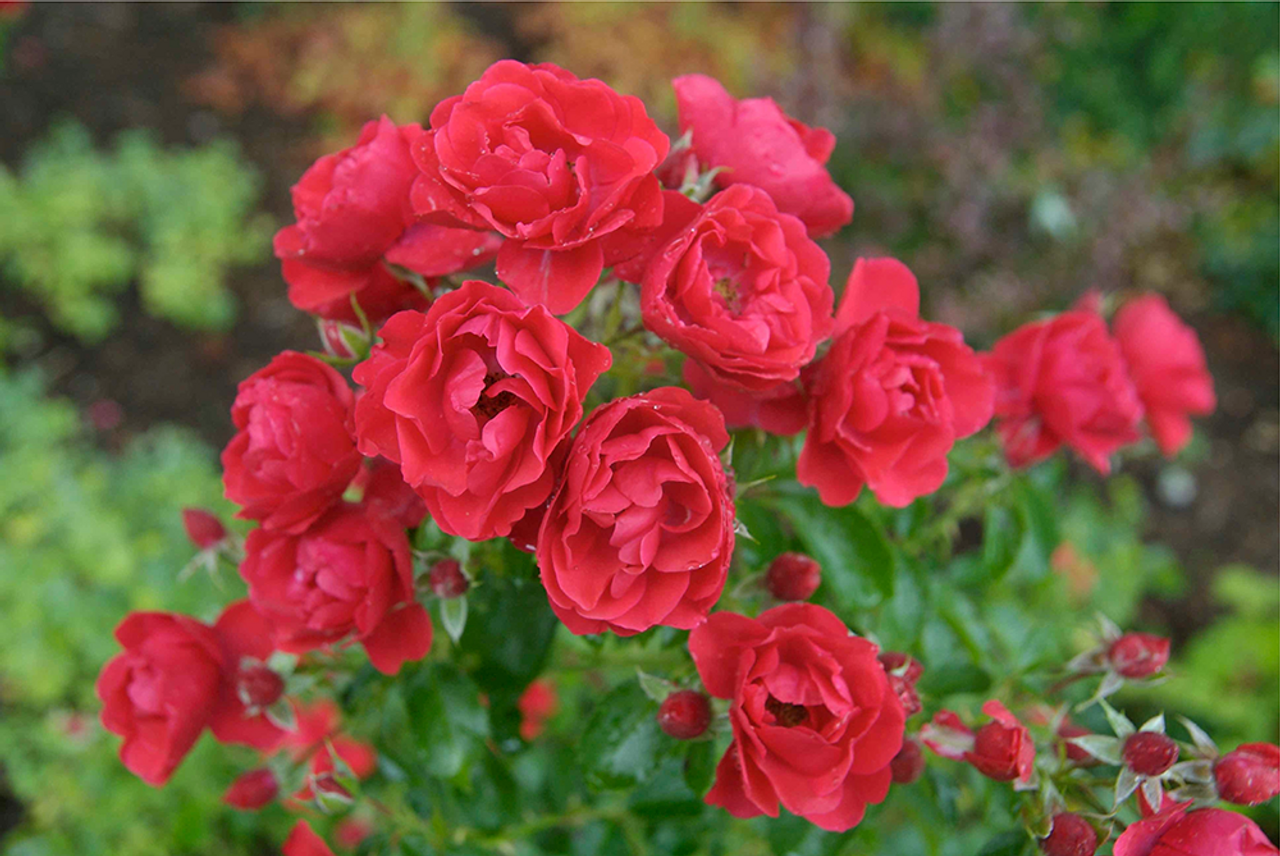 SCARLET FLOWER CARPET ROSE 2gal
