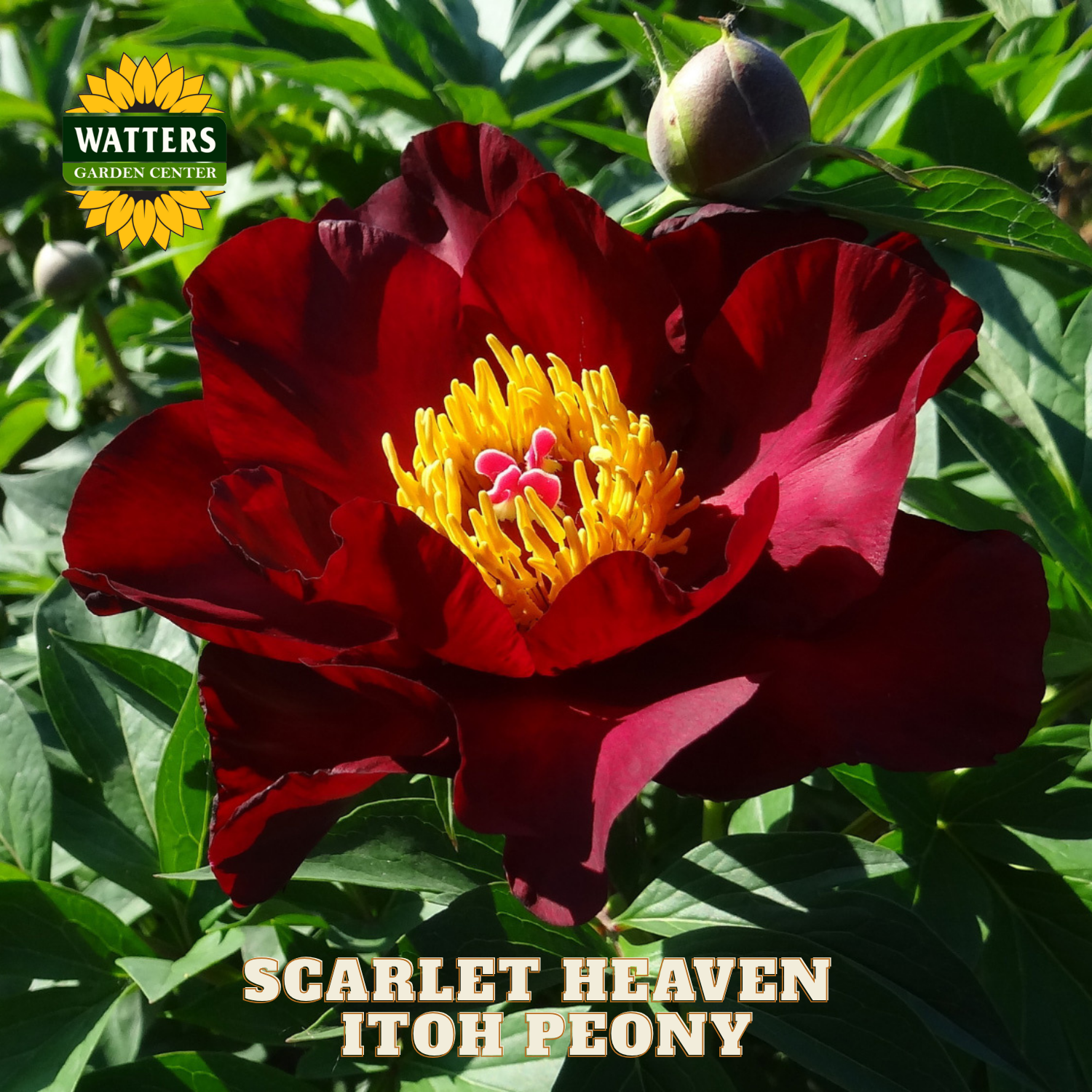 Scarlet Heaven Itoh Peony flower with green leaves and Watters Garden Center logo.