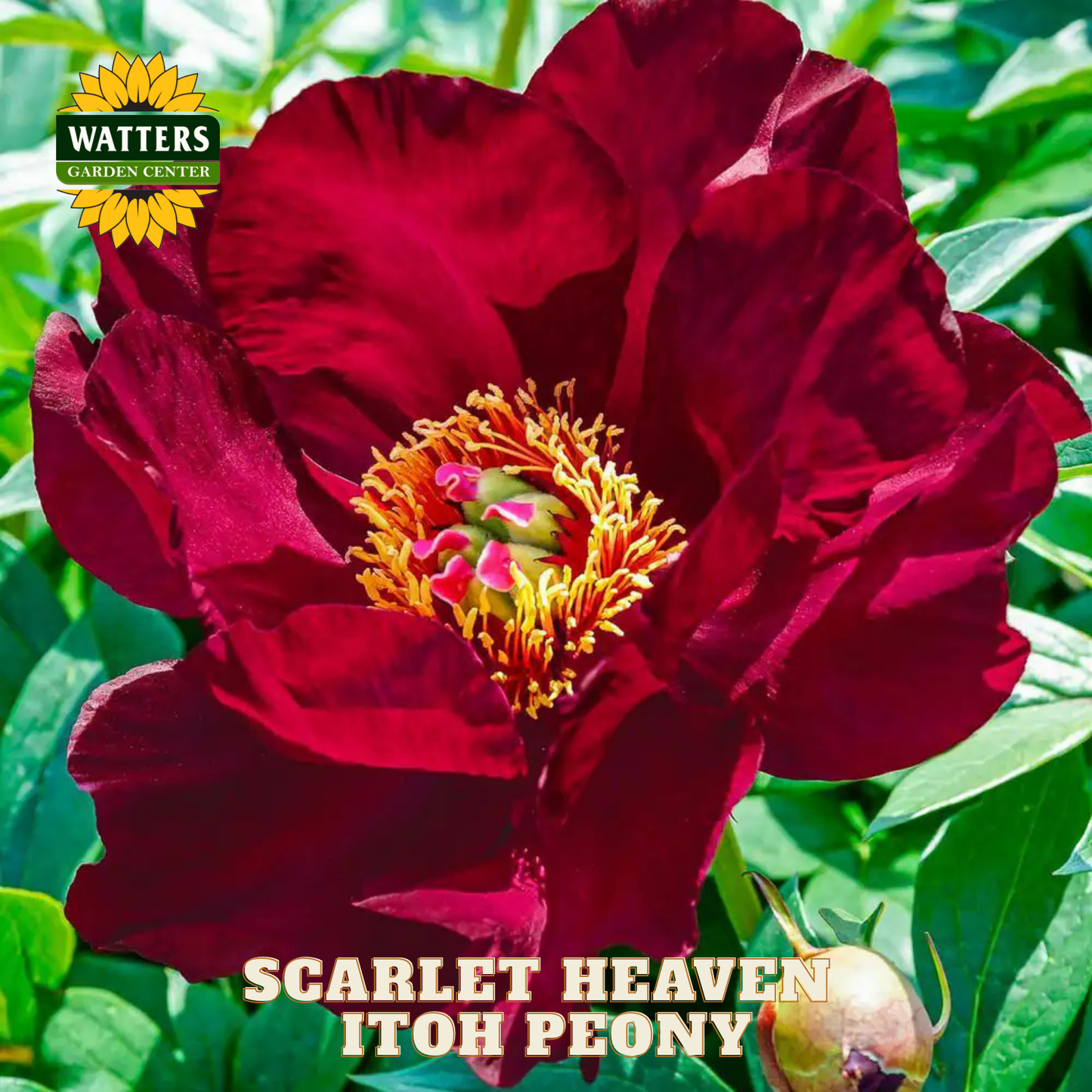 Scarlet Heaven Itoh Peony flower with Watters Garden Center logo