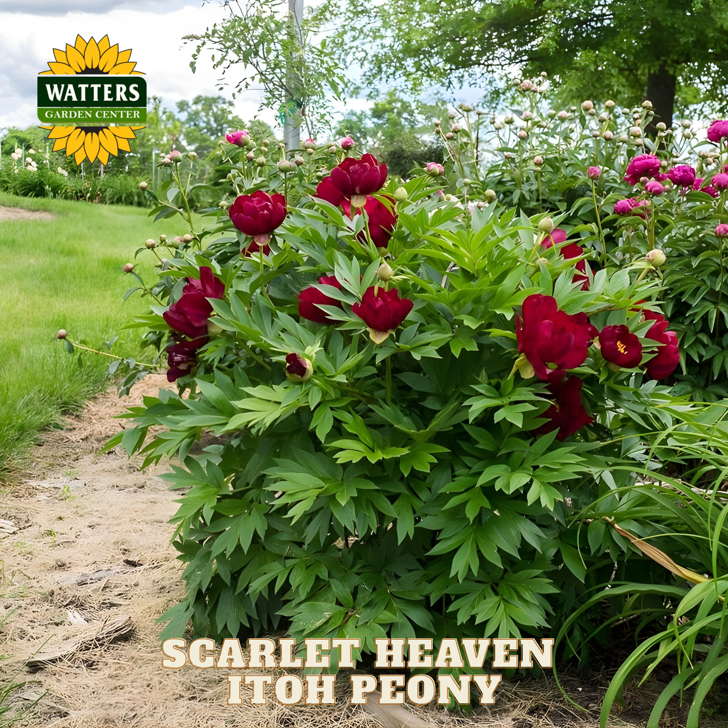 Scarlet Heaven Itoh Peony plant with Watters Garden Center logo in the background
