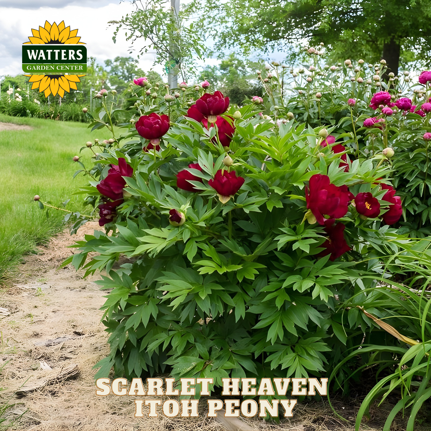 Scarlet Heaven Itoh Peony plant with Watters Garden Center logo in the background