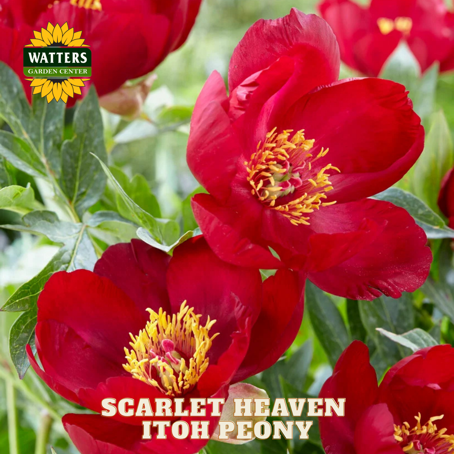 Scarlet Heaven Itoh Peony flowers with Watters Garden Center logo.
