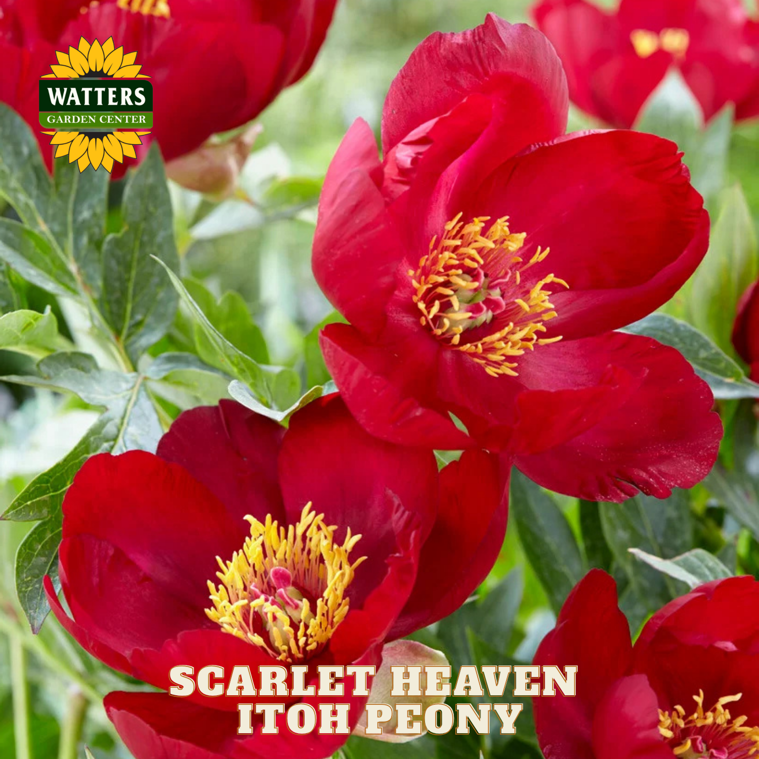 Scarlet Heaven Itoh Peony flowers with Watters Garden Center logo.