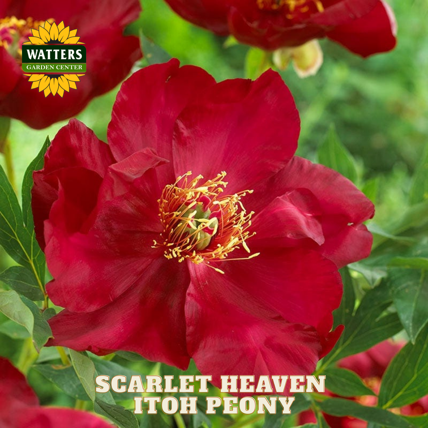 Scarlet Heaven Itoh Peony flower with Watters Garden Center logo.