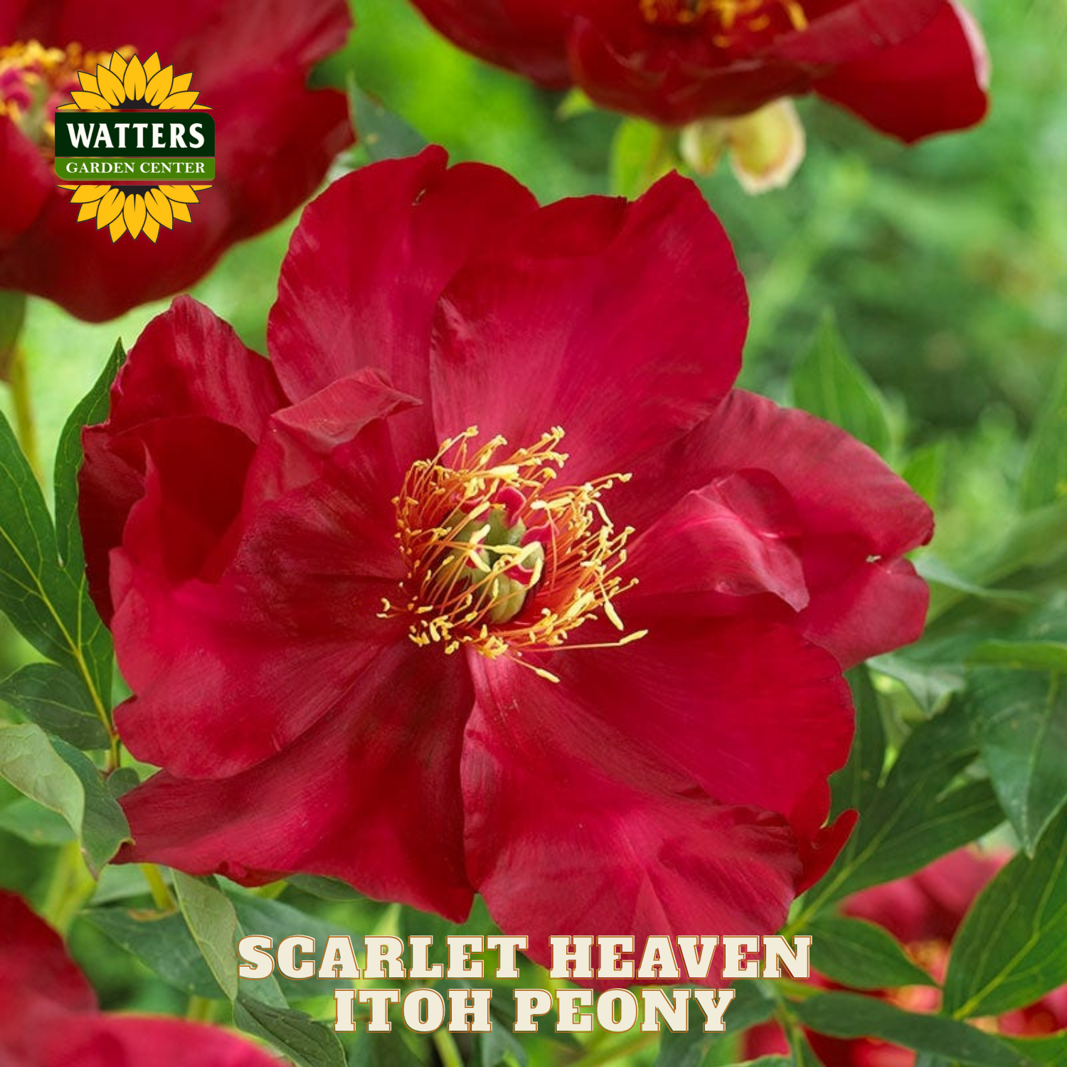 Scarlet Heaven Itoh Peony flower with Watters Garden Center logo.