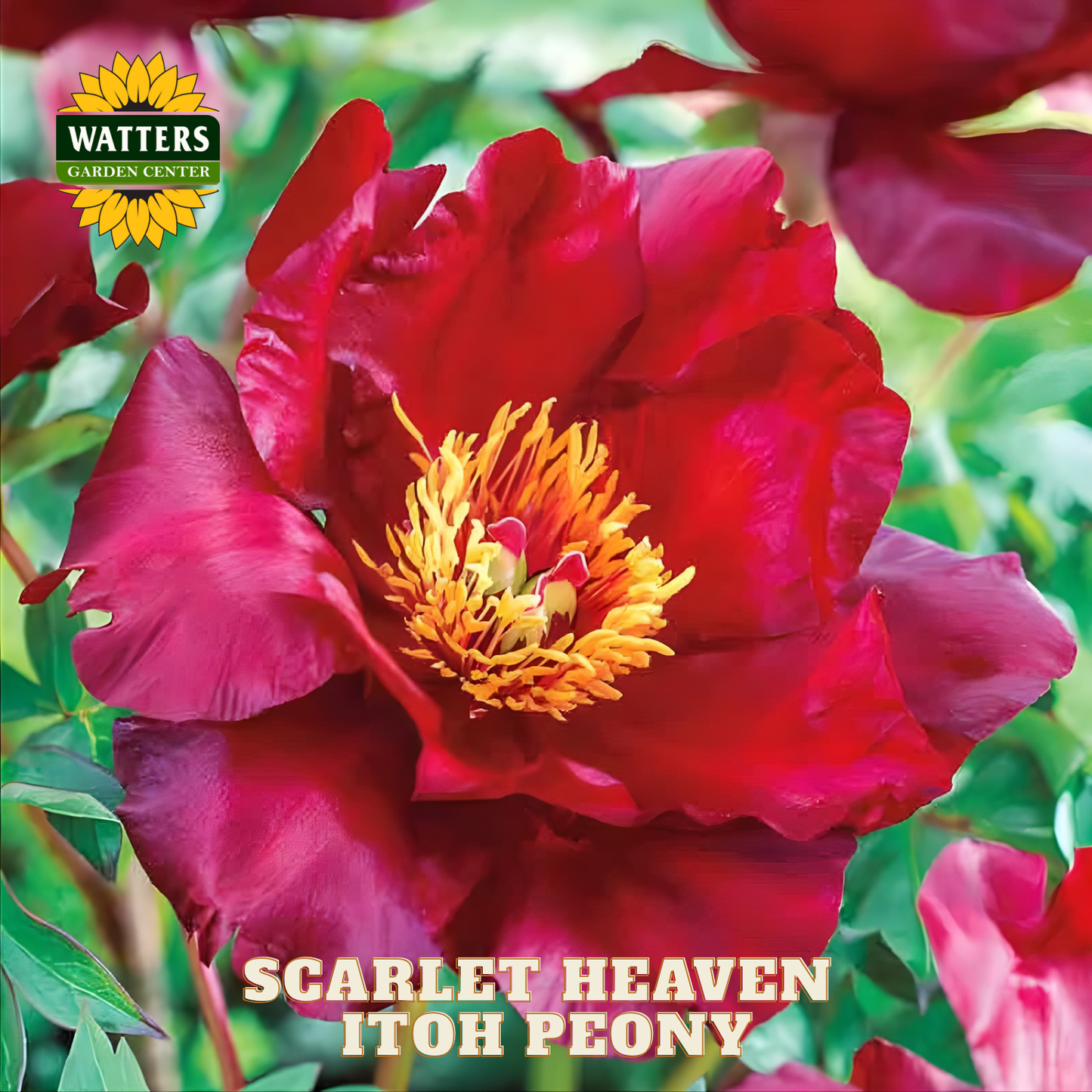 Scarlet Heaven Itoh Peony flower with Watters Garden Center logo.