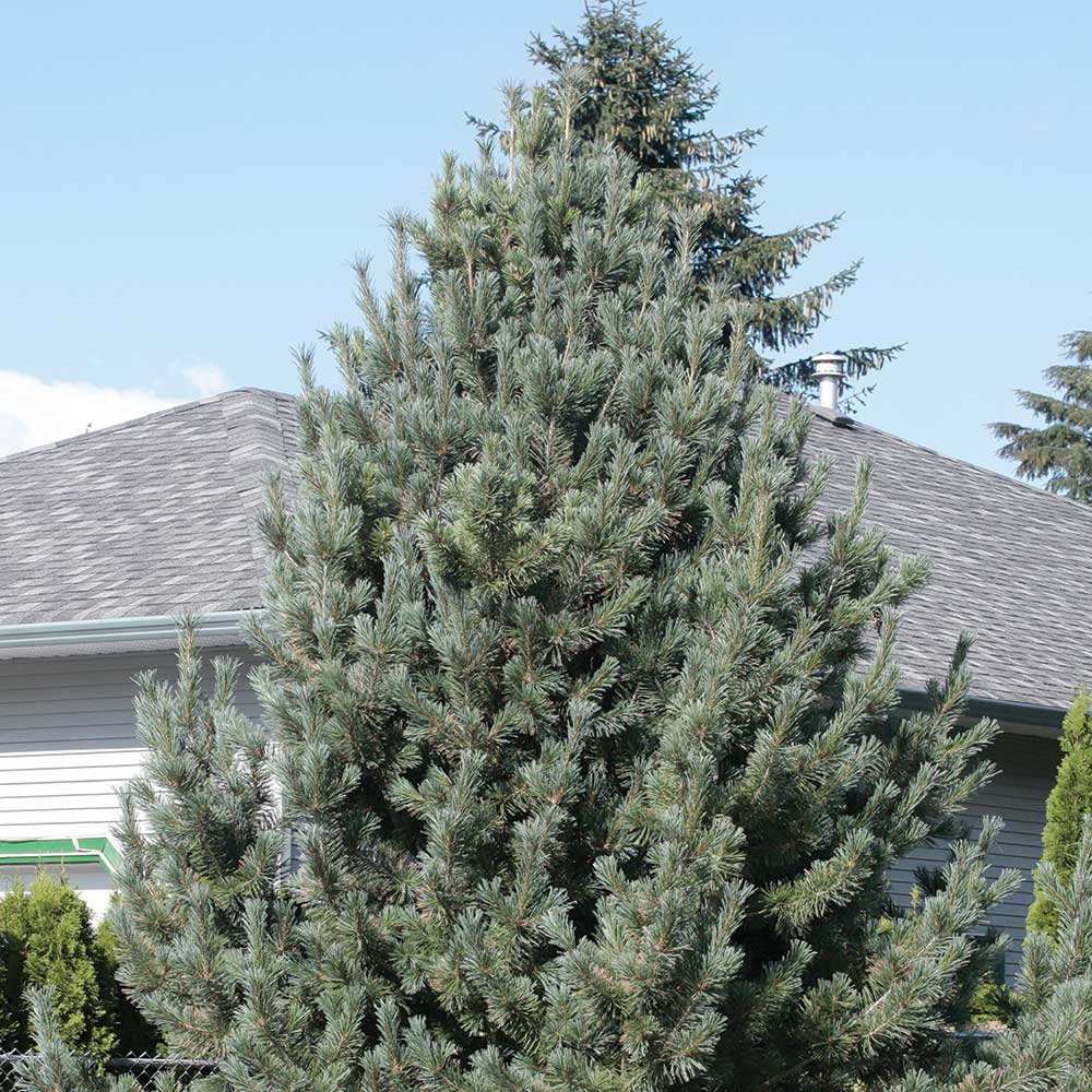 SCOTCH PINE TREE 7gal