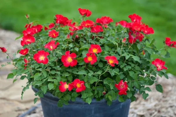 EASY ELEGANCE SCREAMING NEON ROSE 2gal