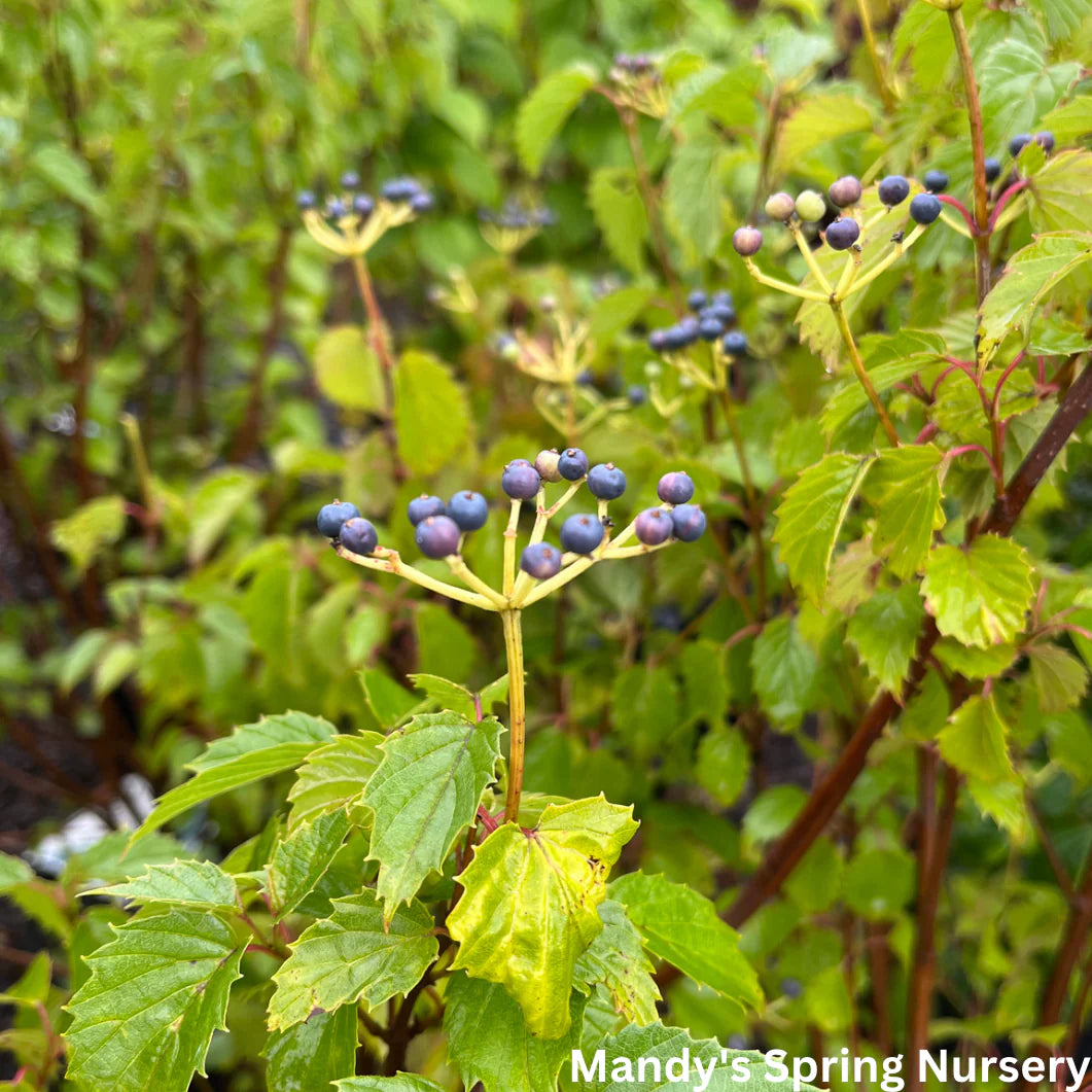 BLUE MUFFIN VIBURNUM 3 gal