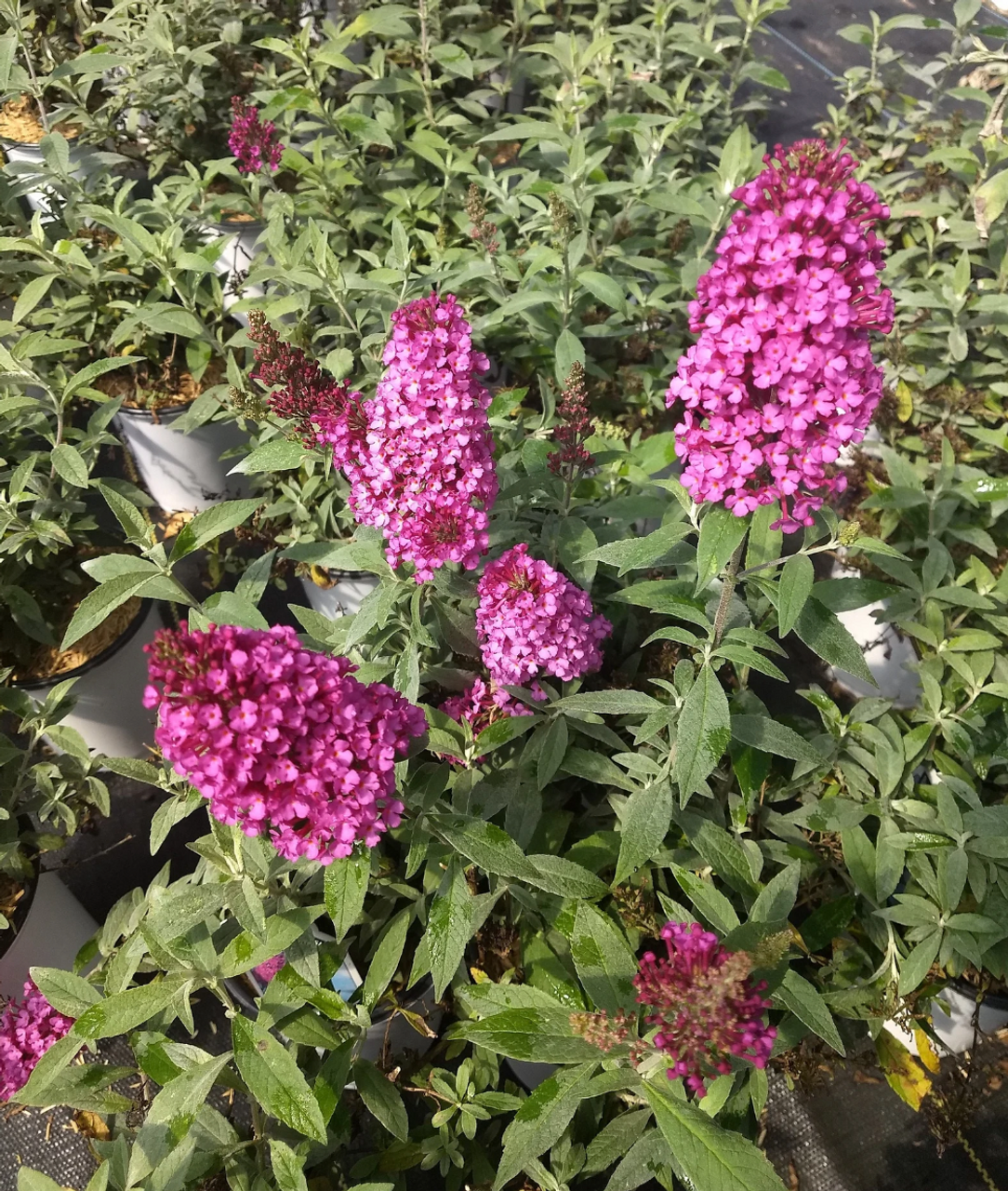 BUZZ HOT RASPBERRY BUTTERFLY BUSH 1gal