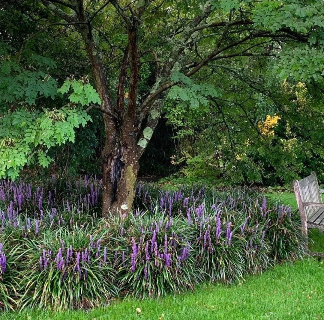 Royal Purple Lily Turf (Liriope M 'Royal Purple') - 1 gallon