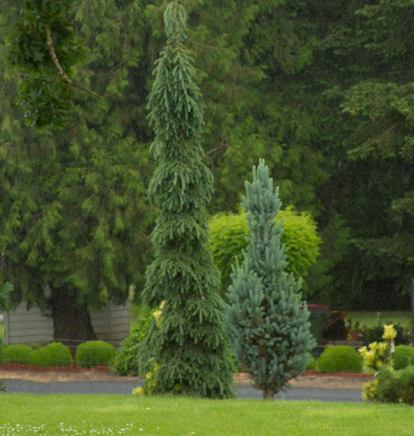 WEEPING WHITE SPRUCE 5gal