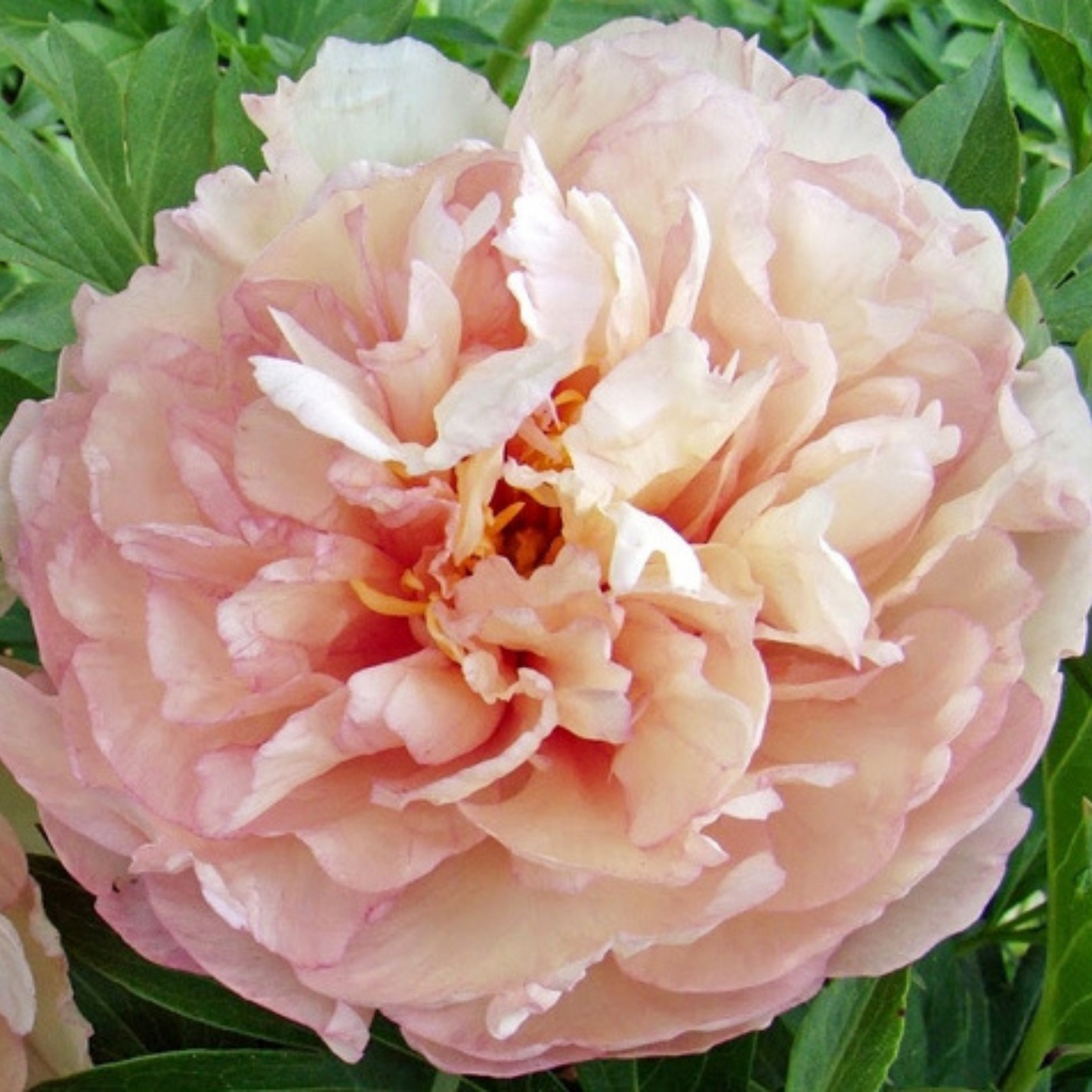 Peony Scrumdiddlyumptious - Peony Paradise