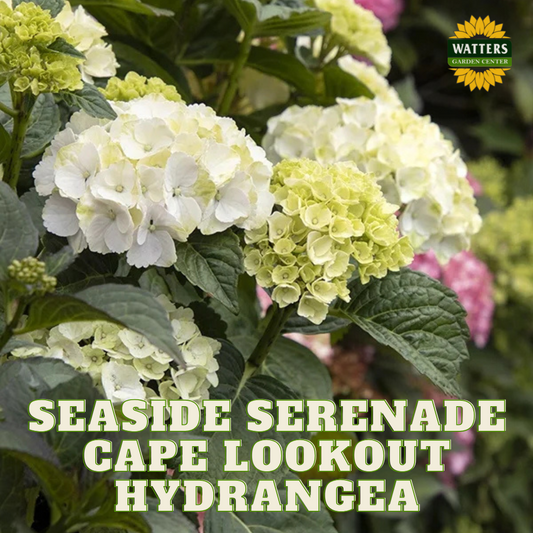 CAPE LOOKOUT HYDRANGEA 2gal