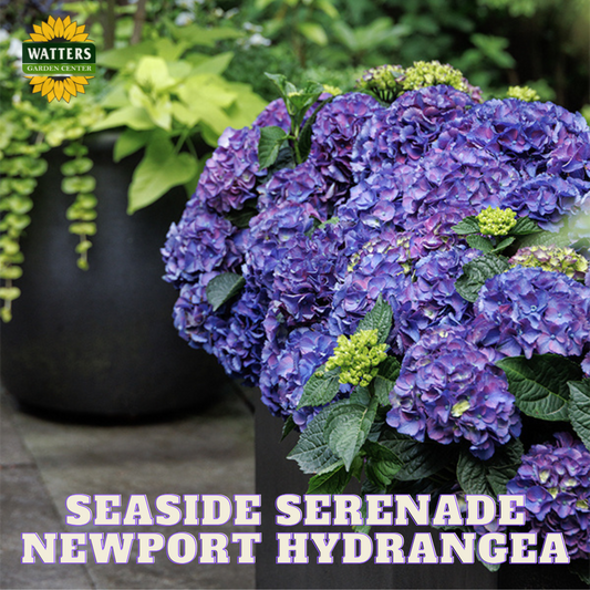 Newport Hydrangea with purple and green flowers and Watters Garden Center logo.