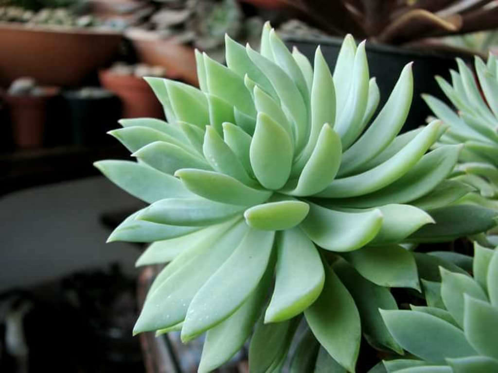 Fanfare Graptoveria