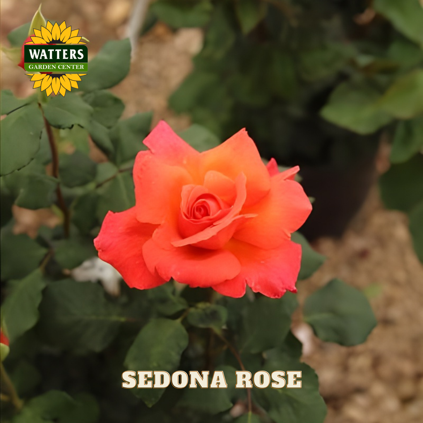 SEDONA ROSE 3gal