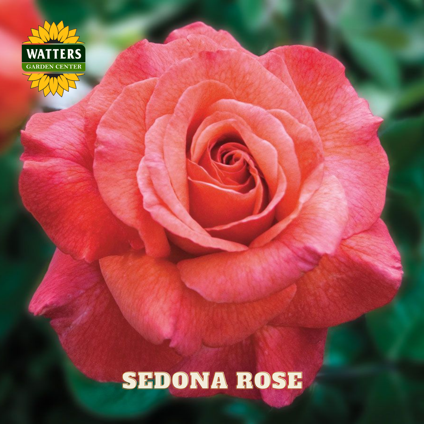 SEDONA ROSE 3gal
