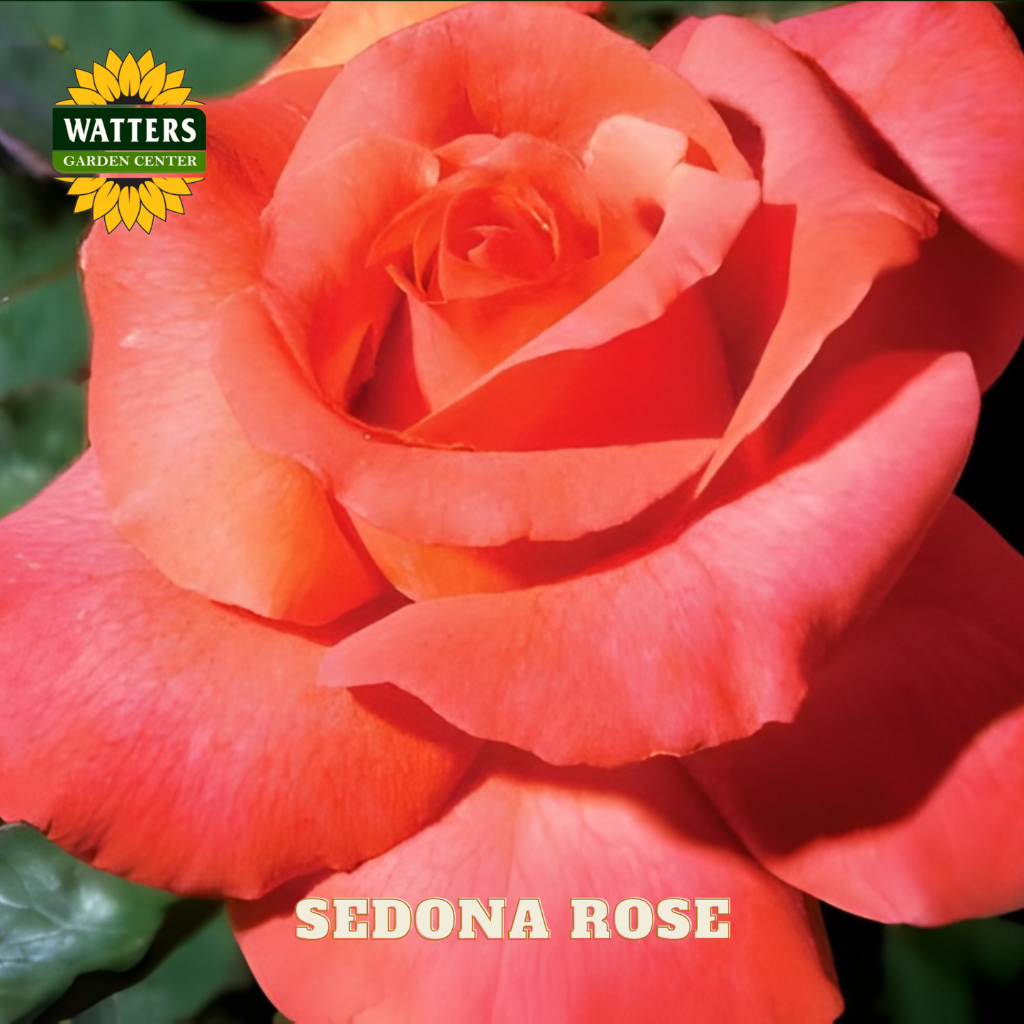 SEDONA ROSE 3gal