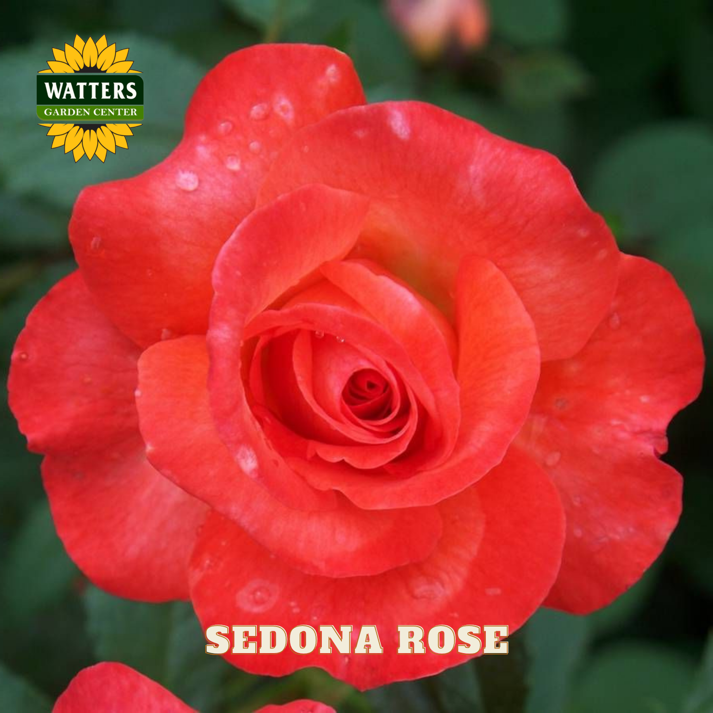 SEDONA ROSE 3gal