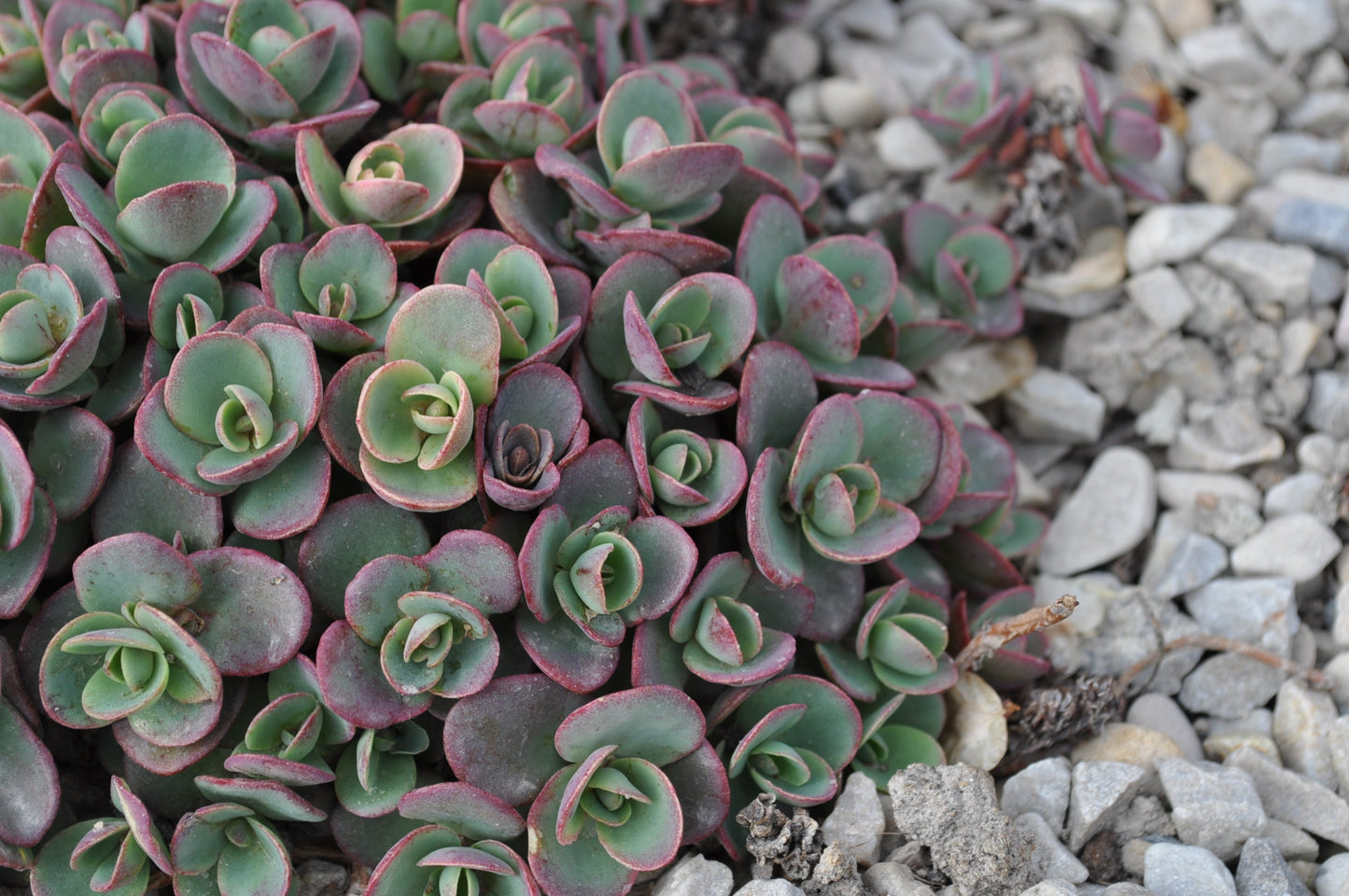 Lime Zinger Stoncrop (N&C SEDUM LIME ZINGER) - 1 gallon