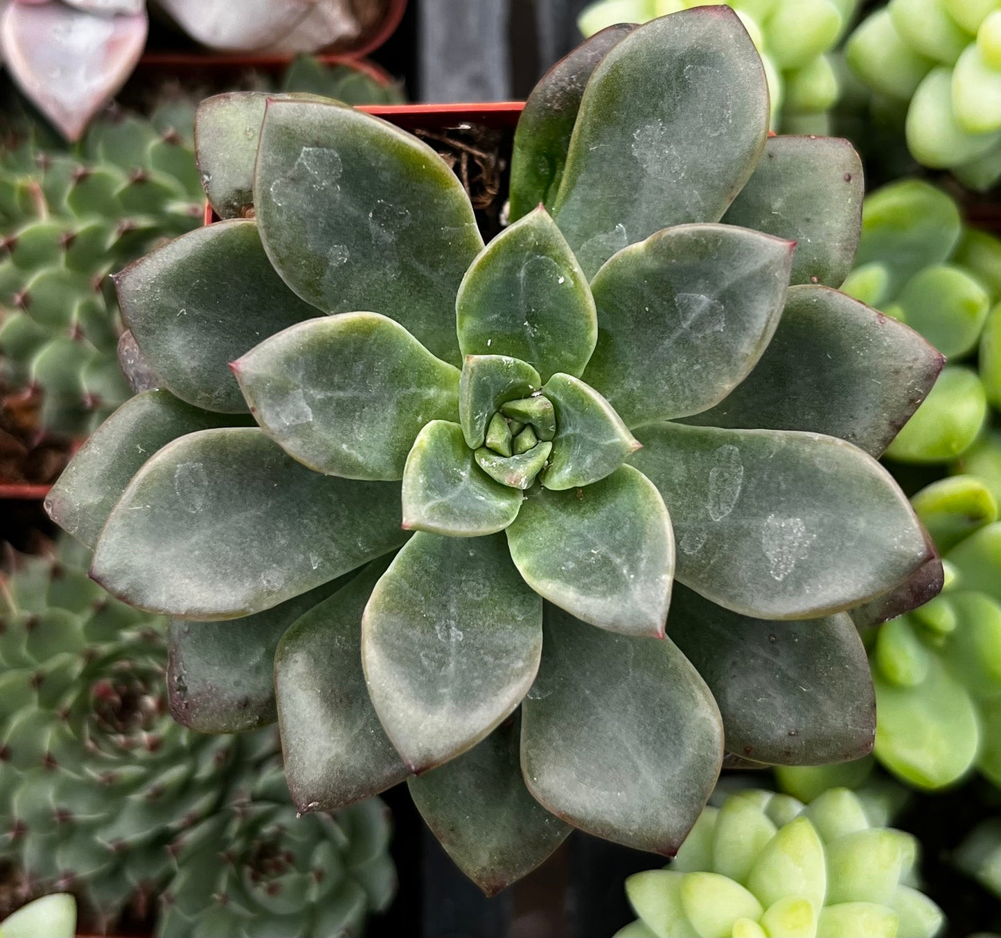 Spring Glow Sedum