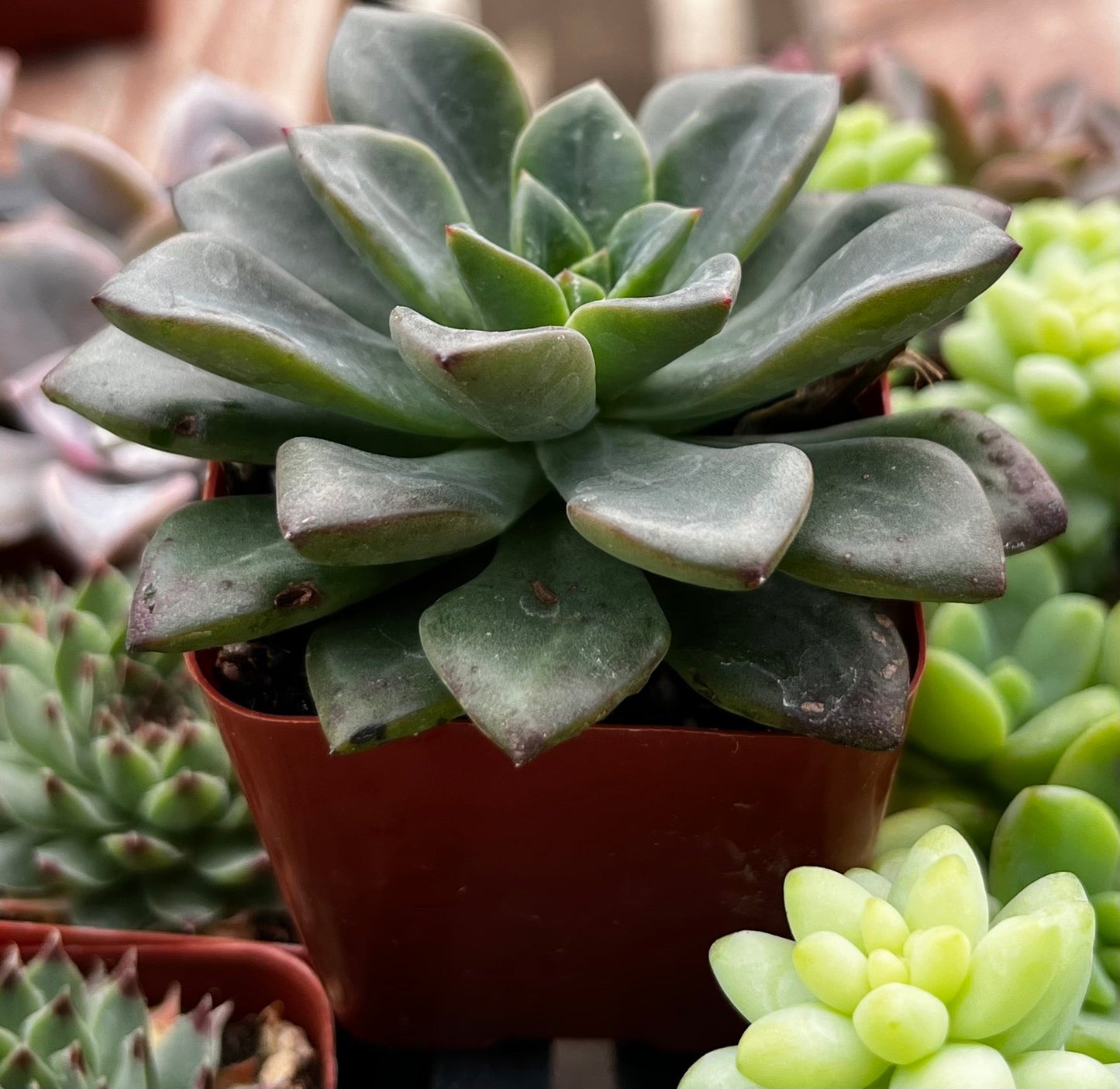 Spring Glow Sedum