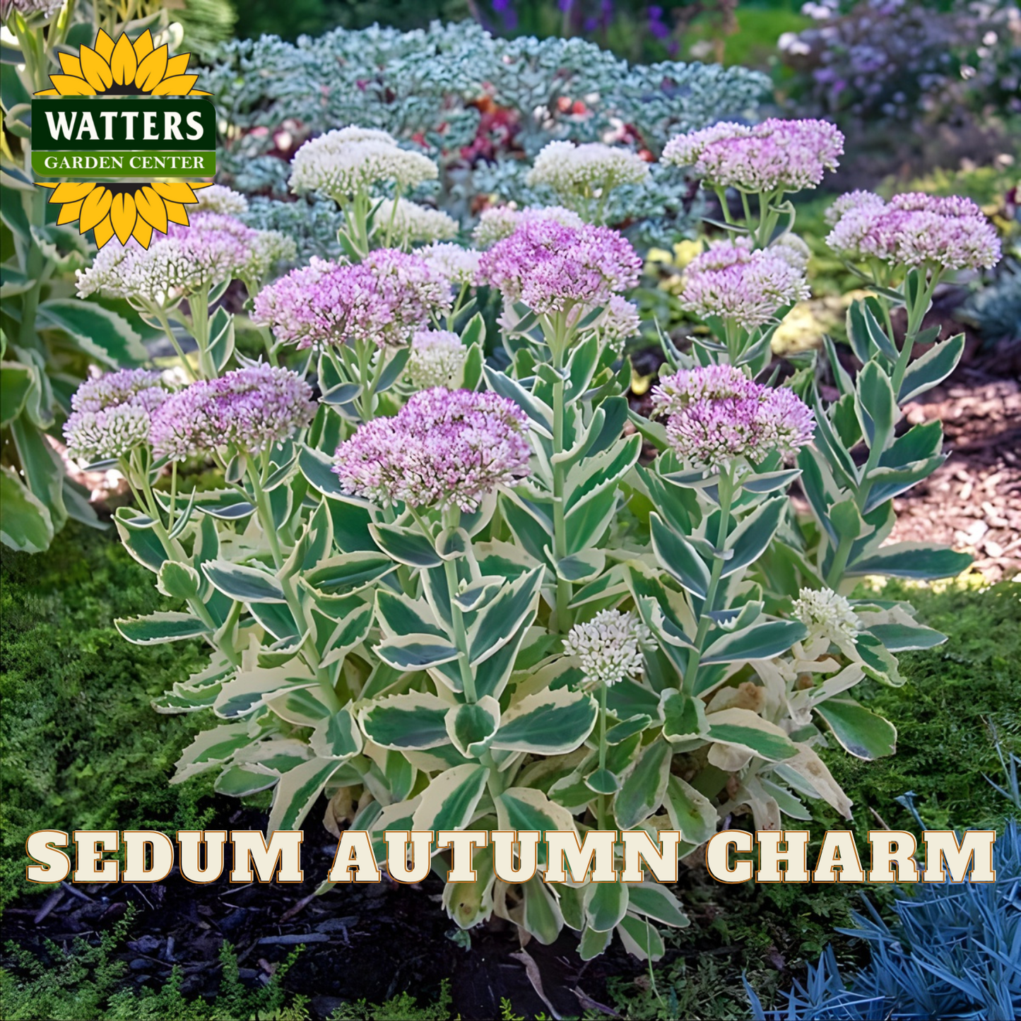 Sedum plant with pink flowers labeled 'Sedum Autumn Charm' in a garden setting.